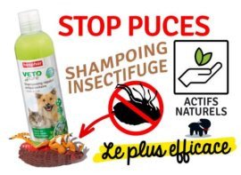 Shampoing anti-puce chien, est-ce efficace ?