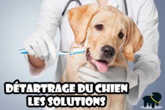 Détartrage chien : dents entartrées, les solutions !