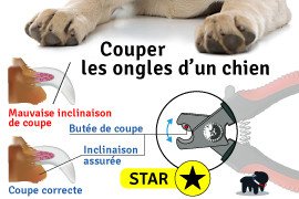 Comment couper les ongles d'un chien ?