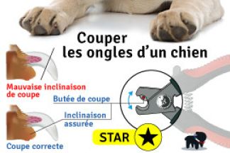 Comment couper les ongles d'un chien ?
