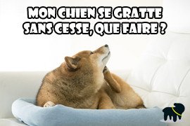 Mon chien se gratte, démangeaison chien, Allercalm !