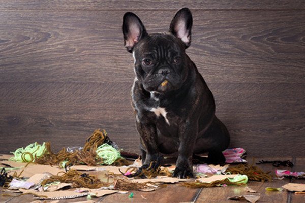 Mon chien sent mauvais, les solutions !