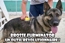 Brosse Furminator chien : un outil révolutionnaire !