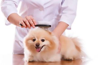 Brosse pour chien : utilisation, choix, conseils