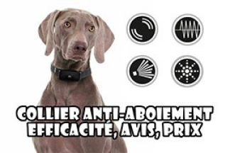 Collier anti aboiement : avis, efficacité, prix