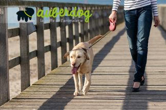 Laisse Flexi, la laisse enrouleur pour chien