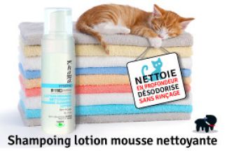 Peut-on laver son chat ? comment le laver ?