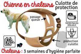 Chienne en chaleur, première chaleur : durée et protection