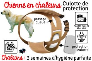 Chienne en chaleur, première chaleur : durée et protection