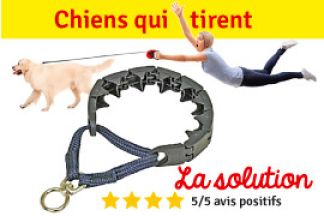 Collier étrangleur chien, est-ce la solution ?