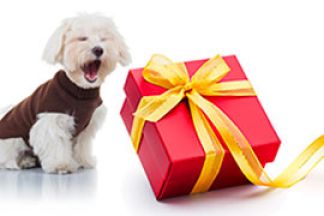 Box pour chien, idée cadeau pour chien : Noël…