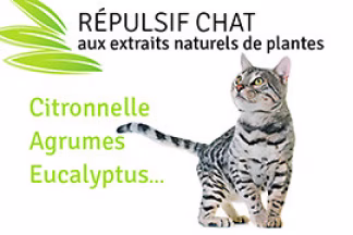 Répulsif chat naturel, plante répulsive chat