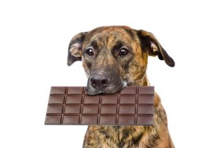 Mon chien a mangé du chocolat, que faire ?