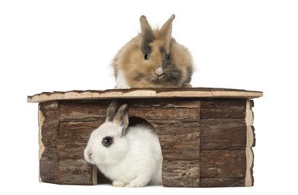Maison pour lapin, cabane ou abri : comment choisir ?