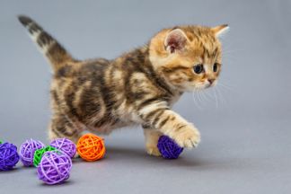 Jouet pour chaton : la clé d’une bonne sociabilisation