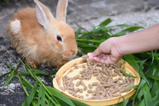 Mangeoire lapin, râtelier foin : comment choisir ?
