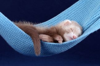 Hamac furet : pour un sommeil merveilleux !