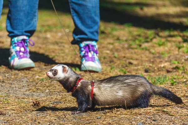 Harnais furet : sécuritaire et confortable !