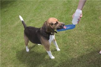 Gourde pour chien : eau fraîche pour voyager !