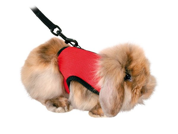 Harnais lapin : promener son lapin en toute sécurité