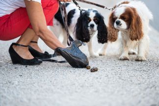 Ramasse crotte pour chien : pelle ou sac à excréments ?