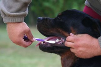 Brosser les dents d'un chien, brosse à dent chien !