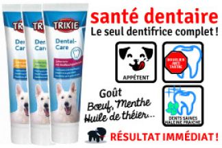 Dentifrice pour chien : pâte, spray ou solution buvable ?