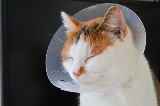 Collerette chat : avantages, conseils, prix, alternatives