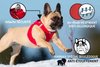 Harnais Bouledogue français : anti-étouffement !