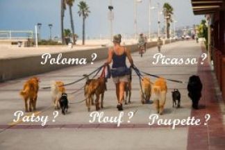 Nom de chien en p, lettre chien 2019, prénom chien en p