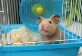 Cage Hamster, conseil d'achat !
