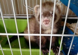 Cage pour furet, Conseil d'achat !