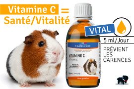 Vitamine C cochon d'Inde, Dosage, Prix, Efficacité !