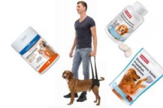 Paralysie train arrière chien, problème patte arrière chien