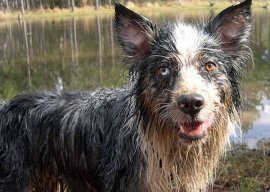 Odeur chien, chien qui sent mauvais à la maison !
