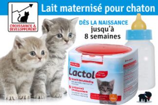 Lait pour chaton : âge, biberon, conseil d'utilisation !