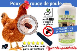 Poux de poule : Quel traitement pour le pou rouge ?