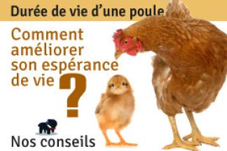 Durée de vie d'une poule, espérance de vie, conseils !