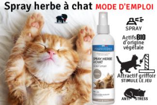 Spray herbe à chat, conseil d'achat, à partir de 5.99 € 