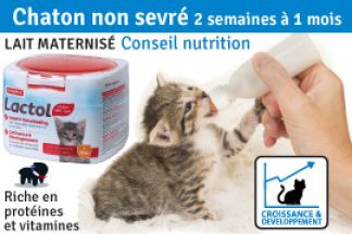 Chaton : 2 et 3 semaines à 1 mois : chaton non sevré ?