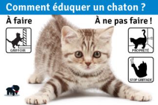 Comment éduquer un chaton ?  À faire / À ne pas faire ! 