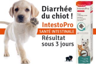 Diarrhée chiot : Pourquoi ! Remède, Résultat !