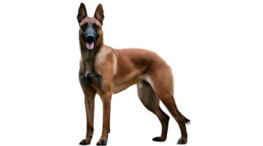 Malinois