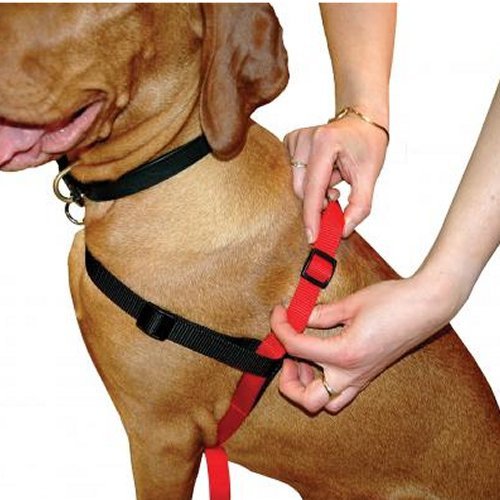 HALTI-HARNESS-BLACKRED-Medium-0.jpg