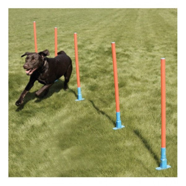 Agility_Slalom.jpg