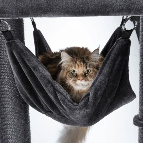 Arbre à chat solide : XXL, pour chat adulte, hamac, 163 cm  Amadeus