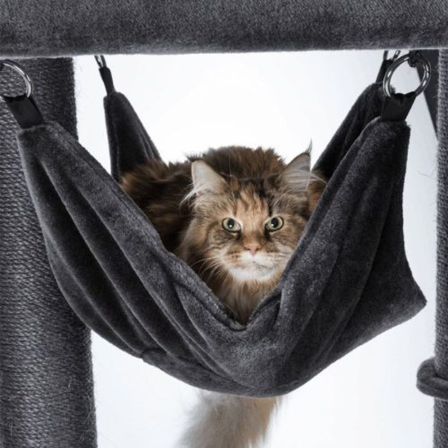 Arbre à chat solide : XXL, pour chat adulte, hamac, 163 cm  Amadeus