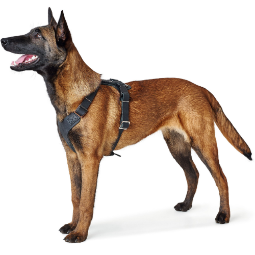 Harnais Aalborg noir pour Berger Allemand Malinois.