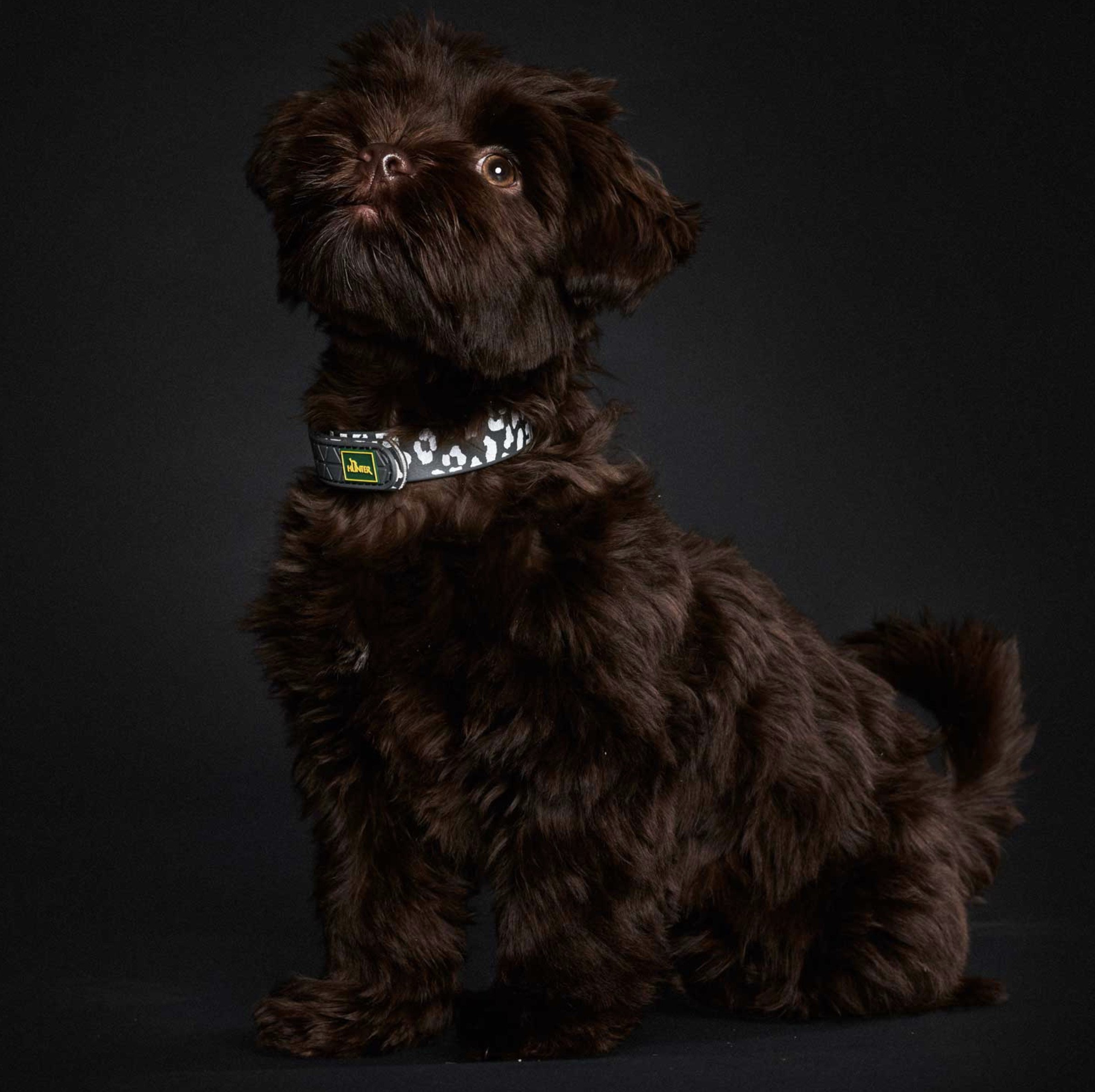 Collier Convenience Léopard pour Chien