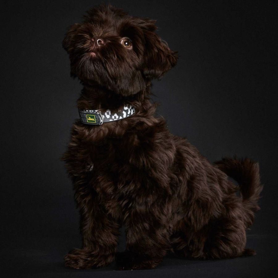 Collier Convenience Léopard pour Chien